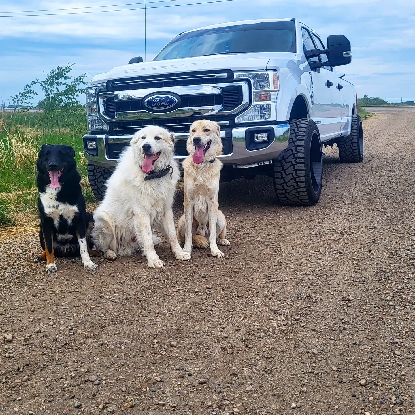 Royal Roofing work truck with the crew site dogs in rural Edmonton